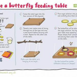 Butterfly feeding table