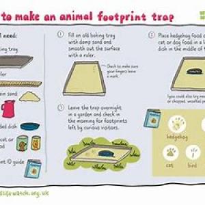How to make an animal footprint trap